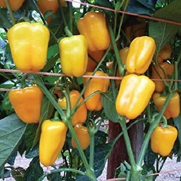 Pacchetto semi: Peperone giallo Mini Bell (Dinky dolce Petite Ibrida) 30 semi:Seeds