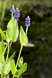 Bulk 6 Plants Pickerel Rush Live Pond Plants, Purple Flowering Aquatic Plants