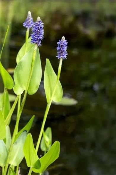 Bulk 6 Plants Pickerel Rush Live Pond Plants, Purple Flowering Aquatic Plants