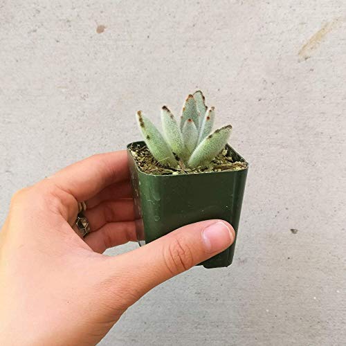 Panda Plant Kalanchoe 2 Inch | #TOP1