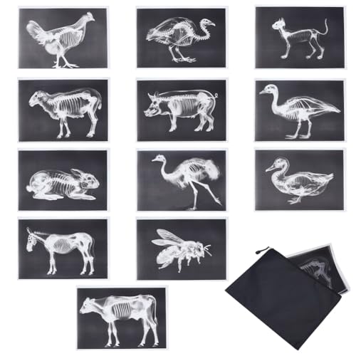 Radiographie d'animaux pour table lumineuse : activité de briques de squelette en famille