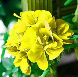 . 100 pc/sacchetto Piante di geranio Bonsai Fiore perenne Fiore Bonsai Pelargonium Peltatum pianta in Vaso per la casa geranio Giardino: 19: Only Seeds