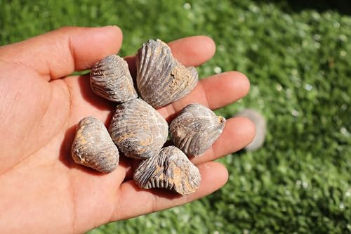 Image of Amazing Marine Fossil Collection: 4 Fossilized Sea Urchins and 6 Authentic Brachiopods, Perfect for Collectors and Natural Decor A168