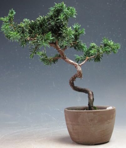 Amazon｜盆栽 紫杜松/トショウの鉢植えミニ盆栽【現品】（3548）｜観葉