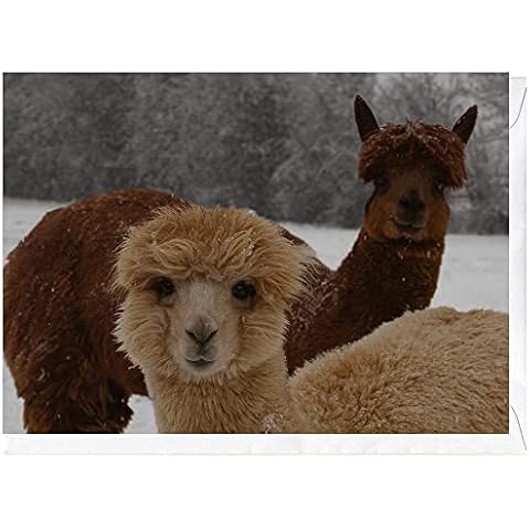 Monington & Webber Alpacas in the Snow Card Cover