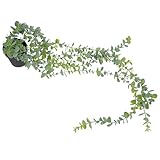 Plantes artificielles en pot – ces petites plantes artificielles avec pot sont un incontournable pour la décoration des chambres et des bureaux, ainsi que des bonsaïs artificiels