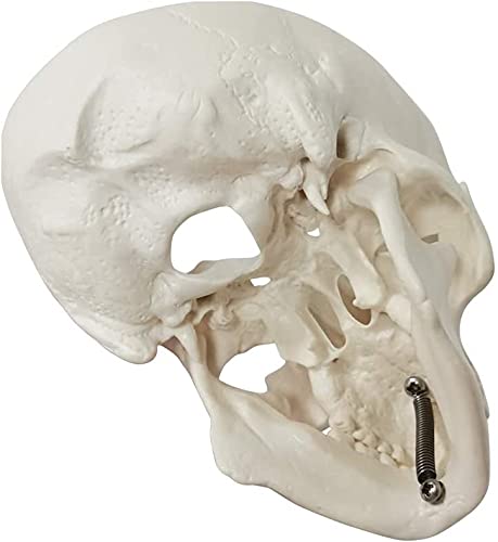 Mini Human Skull Model, 3 Parts Palm-Sized Anatomy Skull Model with Removable Skull Cap & Full Set Teeth, School Teaching-Learning Tool, Fun Decorations Halloween Decorations Pirate Themed Decorations by EVOTECH SCIENTIFIC - Image 2