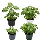Conjunto Pack Pesto Fácil DECOALIVE – 4 Plantas de Albahaca Natural (Ocimum basilicum) en Maceta | Ideal para Pesto Casero, Aceites Aromatizados y Cocina Rápida