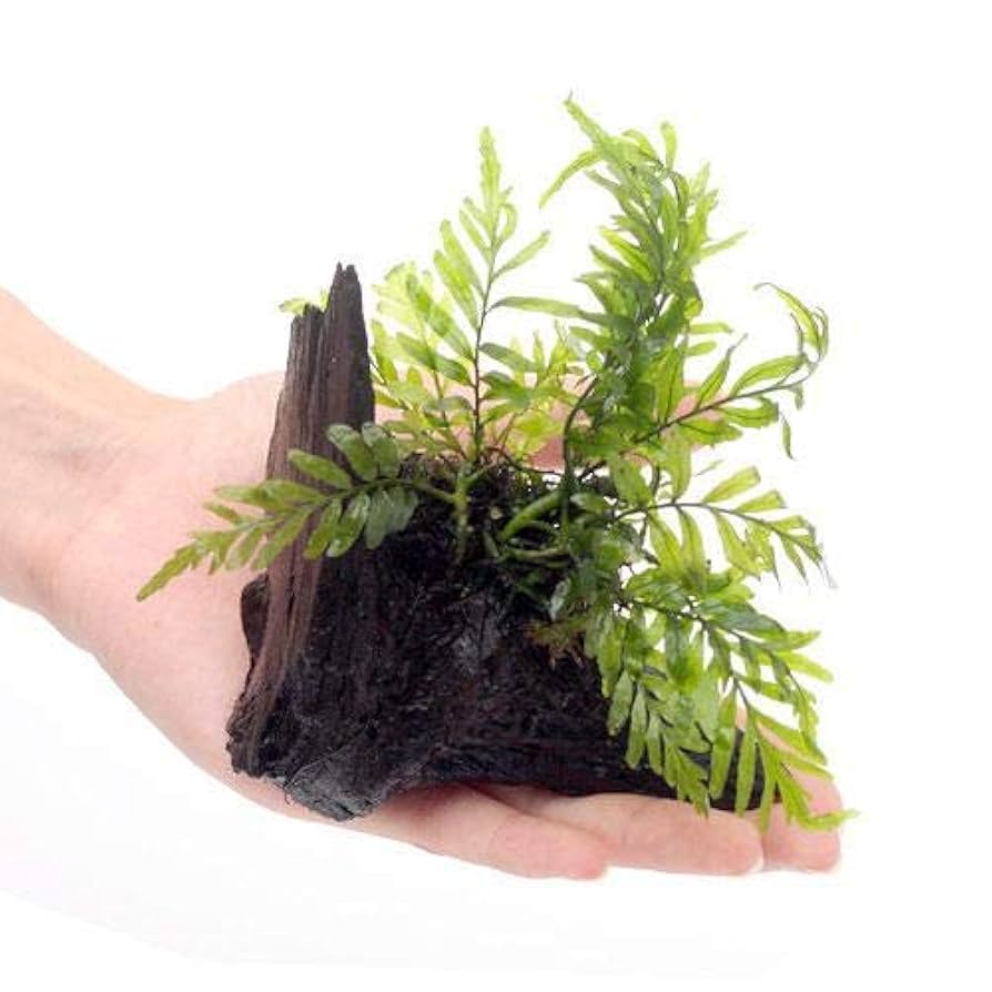 Amazon.co.jp: （水草）☆活着済☆ ボルビティス ヒュディロティ