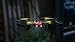 Parrot Airborne Night Blaze - Dron cuadricóptero (Luces LED, cámara vertical 30...