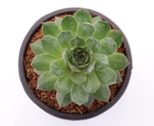 Image of Green Wheel Live Succulent Plant with Pot | Aeonium Tabuliforme Rare Flat Rosette Succulent | Low-Maintenance Indoor Table & Office Decor Plant | Fresh Healthy Live Plant