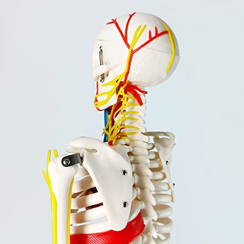 Image of EVOTECH SCIENTIFIC Mini Human Skeleton Model for Anatomy, 33.5'' 1 /2 Life Size Human Skeleton Model with Nerves Veins Arteries Heart Removable Arms Legs and Stand for Medical Anatomical Study Display