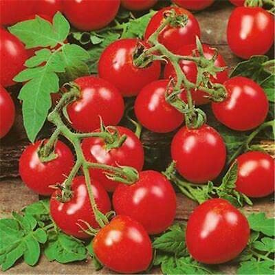 TRTO Trailing Tomato Maskotka 14 Seeds Tomato for Hanging Baskets Useful Tomato Seeds for Garden Plants