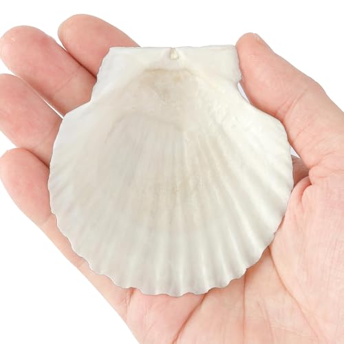 20 Stück Natürliche Weiße Fächermuscheln zum und Bemalen Deko, Muschelschalen für DIY Handwerk, Heimdekoration, Muscheldekoration, Bemalen Set, Muscheln zum Basteln, Aquarium, Hochzeit, Strandparty