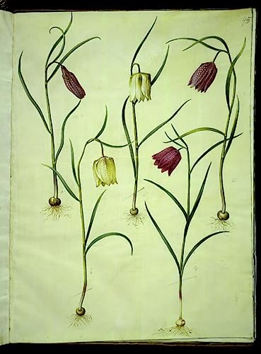 Impresiones lienzo de Fritillaria Meleagris 60x90cm, el regalo artístico perfecto para casa