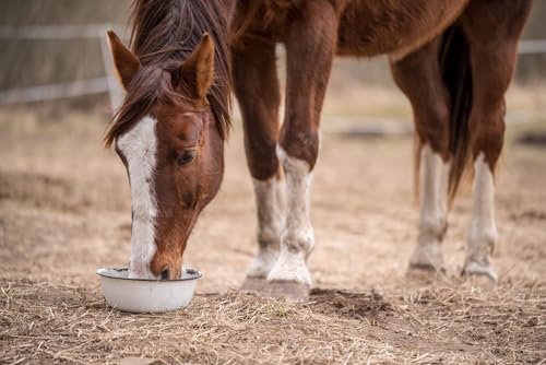 DTP-Soft Futterhaferflocken ohne GVO für Vögel, Pferde und andere Tiere (5kg)