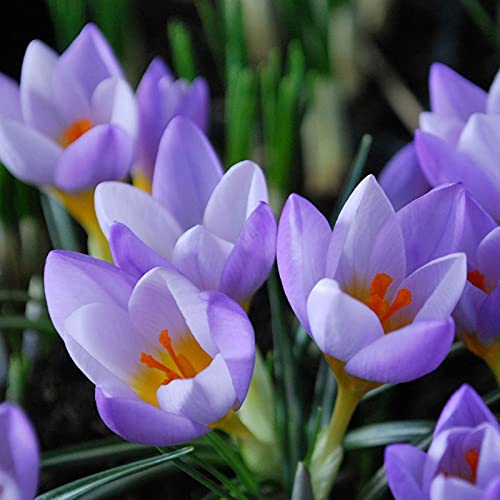 Image of IMP. Saffron | Crocus Excellent Quality Flower Bulbs for Attractive Aromatic Flowers Home Outdoor Gardening Plants Flowering Bulbs (pack of 12, Firefly)