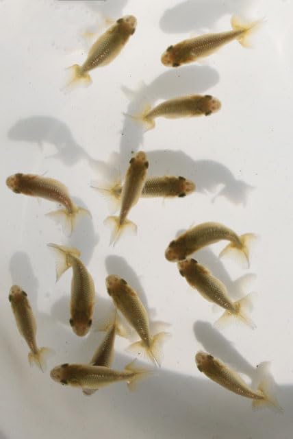 Amazon | 国産金魚 協会系らんちゅう 当歳 5匹セット 全長約3～4cm 