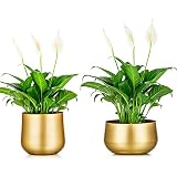 floreros para decorar mesas DIMENSIÓN: La altura de la maceta de jardín es de 10.2cm / 4.02"y 14.5cm / 5.71". El diámetro de apertura es de 16.2cm / 6.38"y 14cm / 5.51". El diámetro de la base es de 18cm / 7.09"y 16.5cm / 6.5". Son grandes regalos de jardinería para madres o amigos que aman la jardinería.
