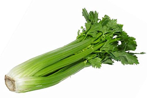 celery - 50 seed-image-9