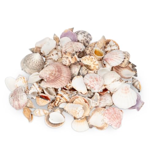 NaDeco Potpourri Muschelmix Large 1 kg ca. 4–7 cm, Muscheln zum basteln, Deko Muschel Potpourri,...