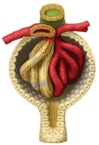 Modèle de Rein Humain, divisé en 13 Parties modèle éducatif Anatomical médical matériel didactique de Laboratoire en PVC écologique