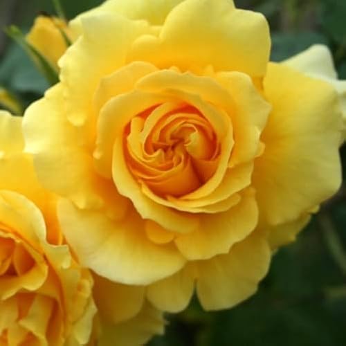 Rimosa®, rosa viva Rose Barni®, rosa rampicante rifiorente in vaso con fiori grandi, color giallo oro, cod 16077.