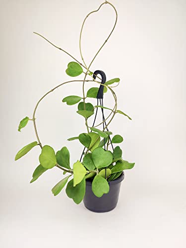 Trailing Hoya Kerrii Heart (At Least 3+ Leaves)(4"White Minimalist Pot W. Saucer) -Sweetheart Or Valentine Hoya -Low To Bright Light Requirement,Semi-Succulent, Unique Houseplant, Gift Or Home Décor #TOP7