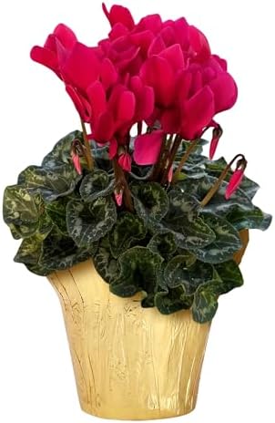 Live Flowering Cyclamen - Dark Pink - Long Lasting Indoor Blooms ...