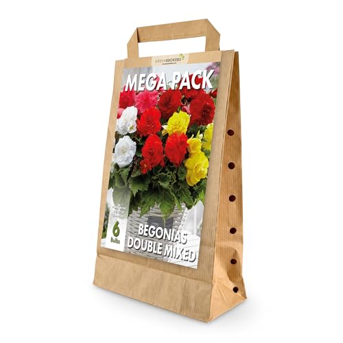 Mega Pack Begonias | 6 Mixed Summer Flowering Bulbs | Bee & Butterfly Friendly | Eco Packaging | Premium Holland Selection Quality