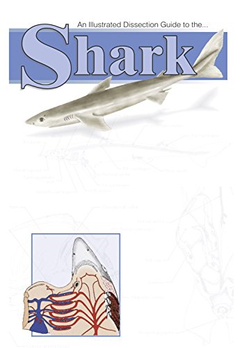 Image of Frey Scientific 597177 Mini-Guide to Shark Dissection