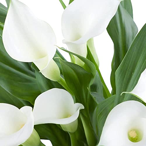 5pcs Calla Lily Bulbi Non Hanno Bisogno Di Molta Cura Di Facile Manutenzione Perenne Heirloom Entry Level Varietà Adatto I Principianti Tutti Armi Giardiniere
