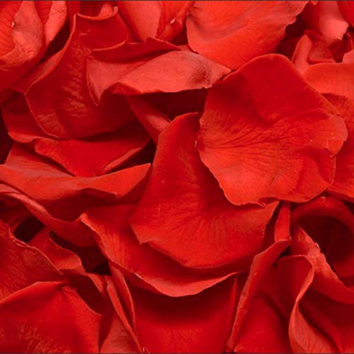 Pétalos de Rosa Preservados. Pétalos de Rosa Reales. Color: Rojo Clásico. 1 Litro. 70/90 gr. 150/200 Pétalos