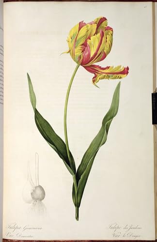 Affiche Arts Tulipa Gesneriana Pierre Redouté toile pour sublimer un mur blanc vide