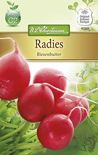 Chrestensen Radies 'Riesenbutter'
