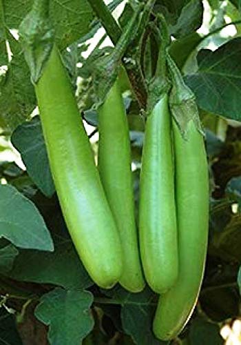 SimXotic Brinjal Green Long Seeds - Pack of 50 Seeds F1 Hybrid (B08JKHKTSN) Amazon Price History, Amazon Price Tracker