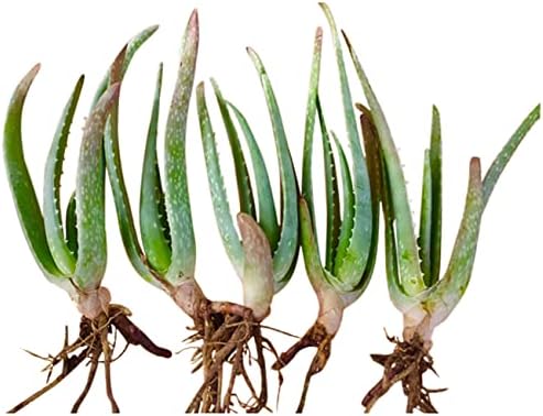 RAGARDEN Aloe Vera Bare-Rooted Plants, Five (5) in Package, Size 4”x 8" Plus-Height. Grown in Nevada, USA.