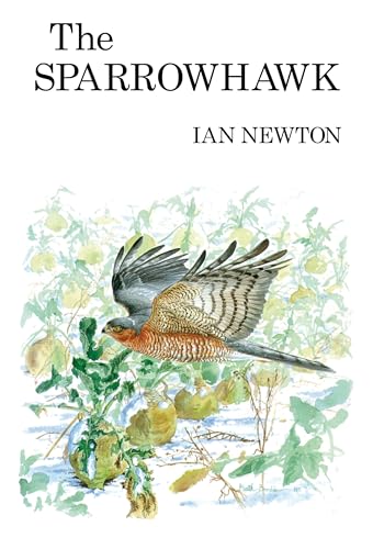 The Sparrowhawk view 2