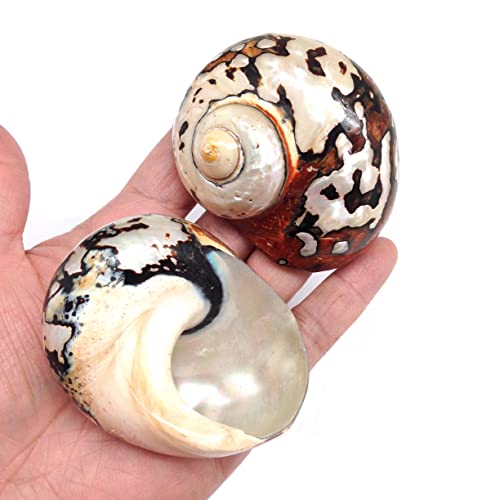 Image of PEPPERLONELY 2 PC Hermit Crab Shells, Turbo Shells, African Sarmaticus Turbo Shell, 2 Inch~ 2-1 /4 Inch