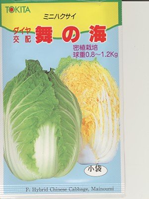 ���̊C �g�L�^��c�n�N�T�C��q