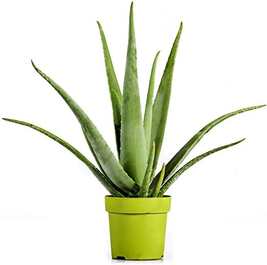 Planta Natural Aloe Vera Suculenta de Fácil Cuidado