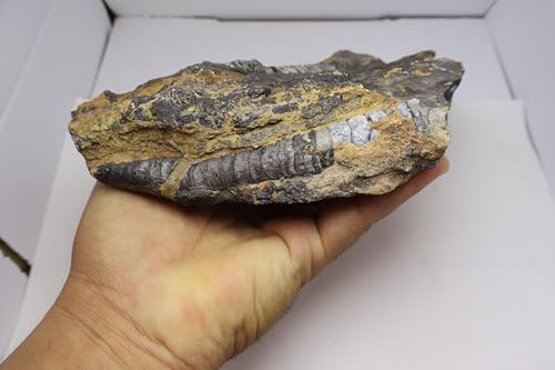 Image of Natural Orthoceras Fossil Plate from Devonian Period Fossil from Morocco A312