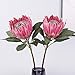 Lovmeety 3 Pcs Artificial King Protea Flowers, Pink King Protea Flowers with Stems Faux Proteas Cynaroides Flower Silk Kings Proteas Flower for Vase Filler Home Wedding Centerpieces Decoration