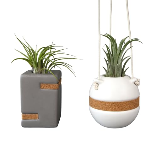 Plants for Pets Live Air Plants with Decorative White & Taupe Air Plant Holder Duo (2-Pack), Easy Plant Gift, Non-Toxic & Pet Friendly Plants, Air Plants Live Plants in Small Plant Pots, Home Decor