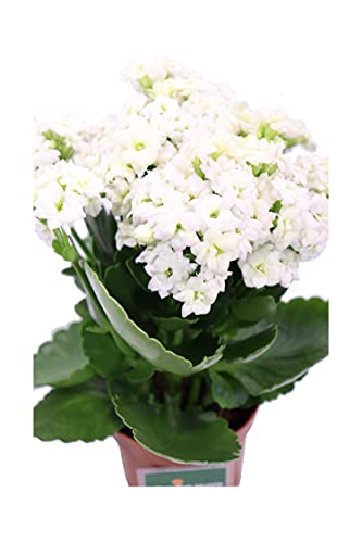 Pianta di Calandiva o Kalanchoe Blossfeldiana pianta succulenta ornamentale da arredo interno Pianta vera da fiore venduta da eGarden.store (Bianco v.7 cm)