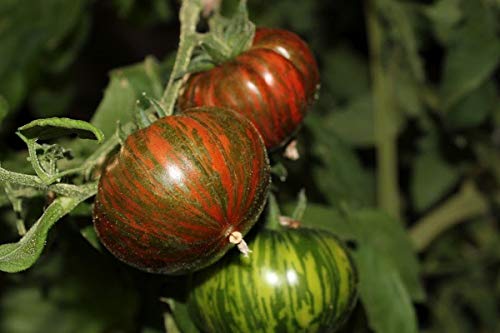 Chocolate Stripe Tomato - A stunningly Beautiful Tomato!! Tasty!!!(10 - Seeds)