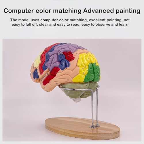 Mannequin humain AMITD code couleur pour éviter les erreurs d'anatomie