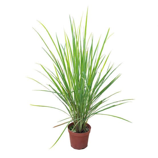 See full amazon price history chart for MVKR Live Lemon Grass Herb Plant I Mosquito Repellent Lemongrass Plant I With Growbag. MVKR Live Lemon Grass Herb Plant I Mosquito Repellent Lemongrass Plant I With Growbag. (B09SWY7K42) Amazon Price History, Amazon Price Tracker