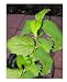 10 seeds Nyctanthes arbor tristis Coral Jasmine Hummingbirds & Butterflies Love Abundance of Fragrant White Flowers Easy To Grow Tropical - Perennial