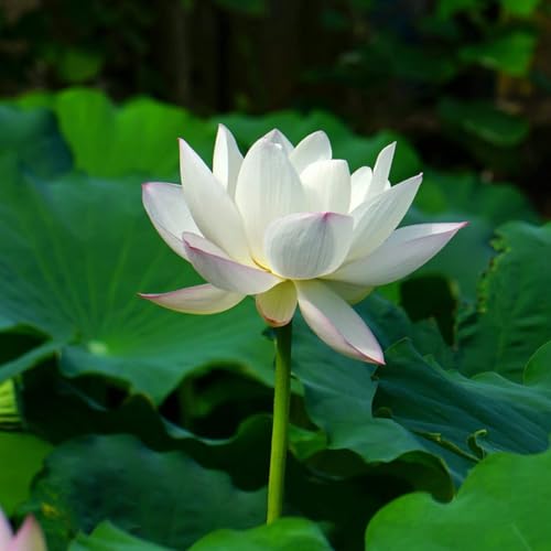 Image of Very Beautiful All Season White Water Lotus(Pack Of-2) /Water Kamal /Water Lily Plant (TUBER) Original Hybrid Veriety Blloming With In 30 Days For Outdoor & Indoor Live Plant.